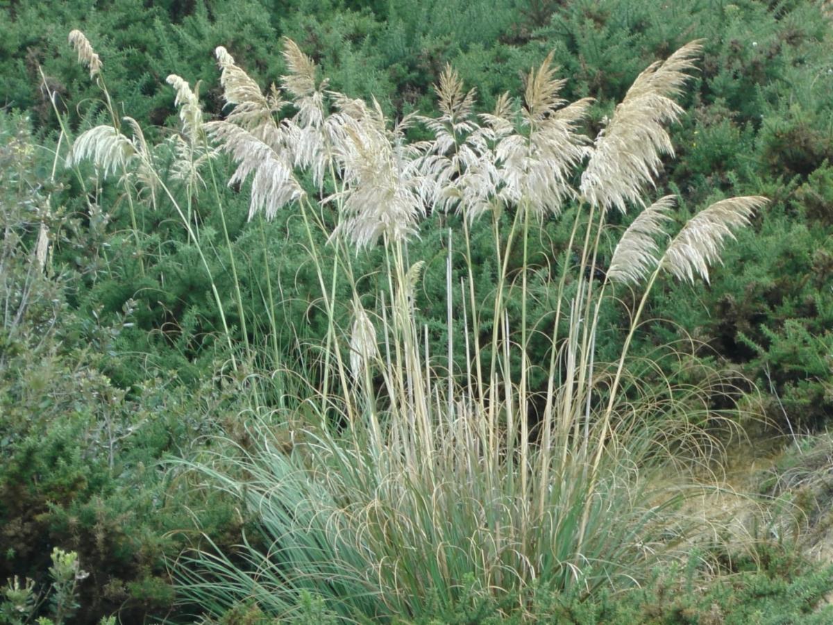 Tall Pampas Grass