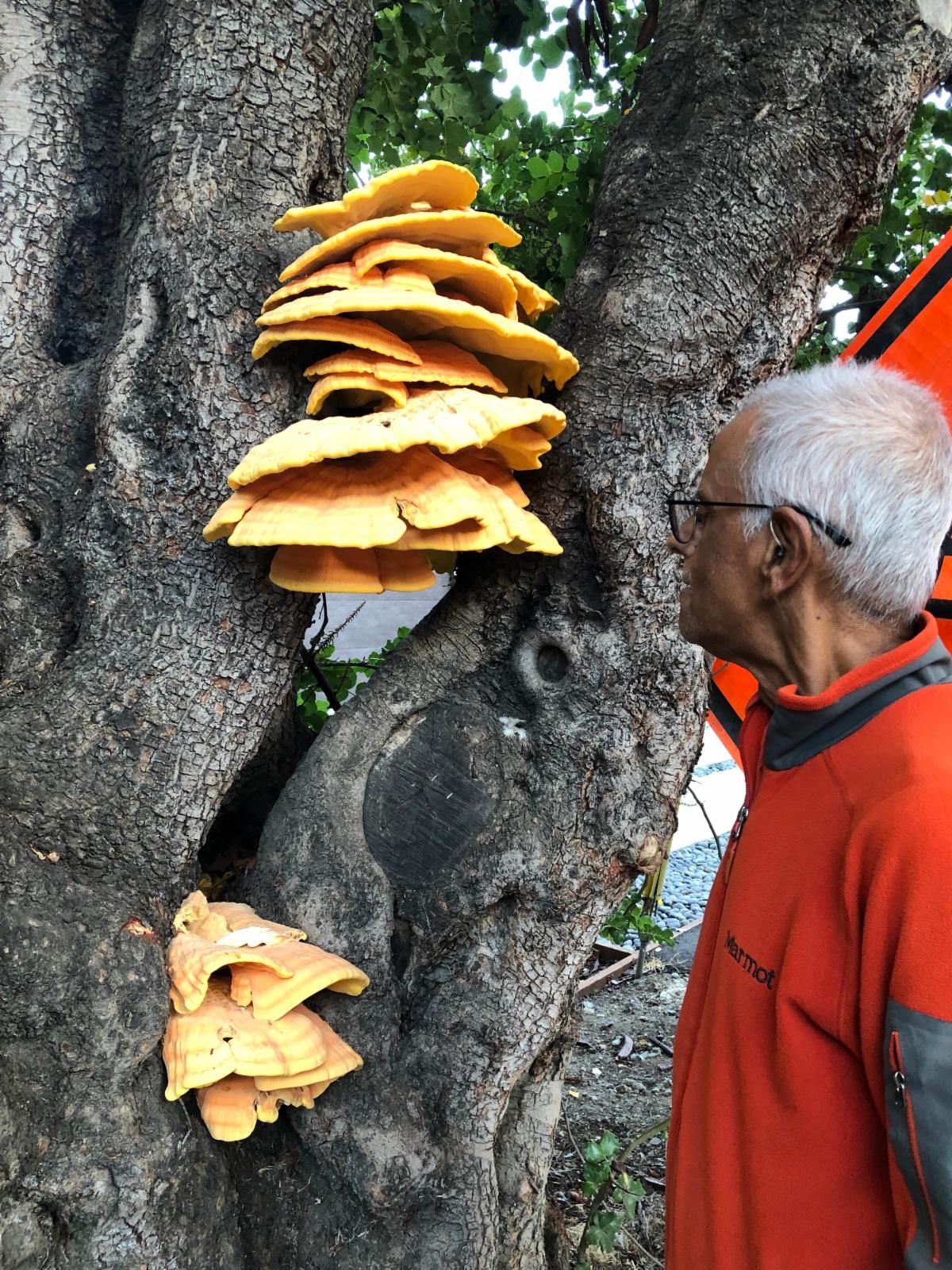 Photo of a person looking at a large shelf fungus growing on a tree trunk