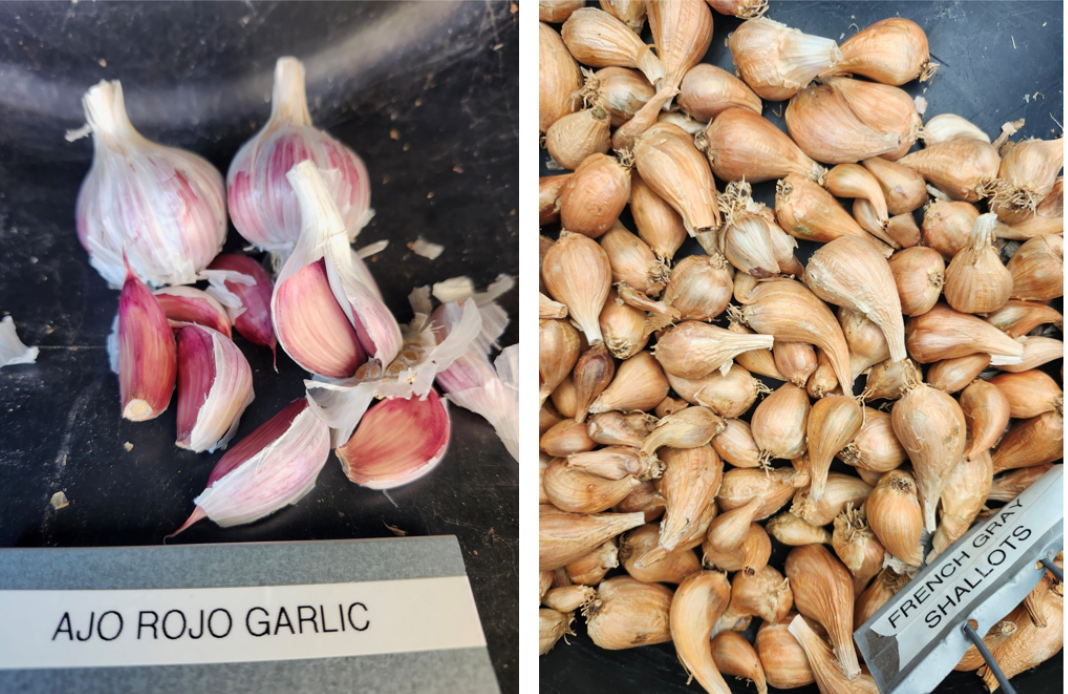A split view of Ajo Rojo garlic on the left with several separated cloves and a label, and French Gray shallots on the right, densely grouped with a label.