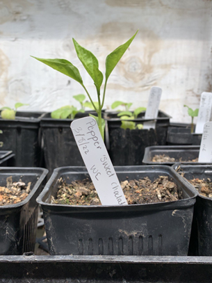 A pepper seedling in a small black container with a white label indicating the type of pepper and its planting date