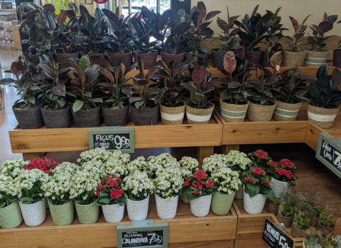 A display of leafy plants in brown and tan pots and flowering plants with  white and red blooms in white and green pots on wooden shelves in a store.
