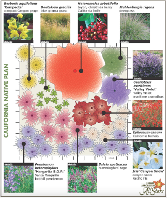 An example garden design using California native plants