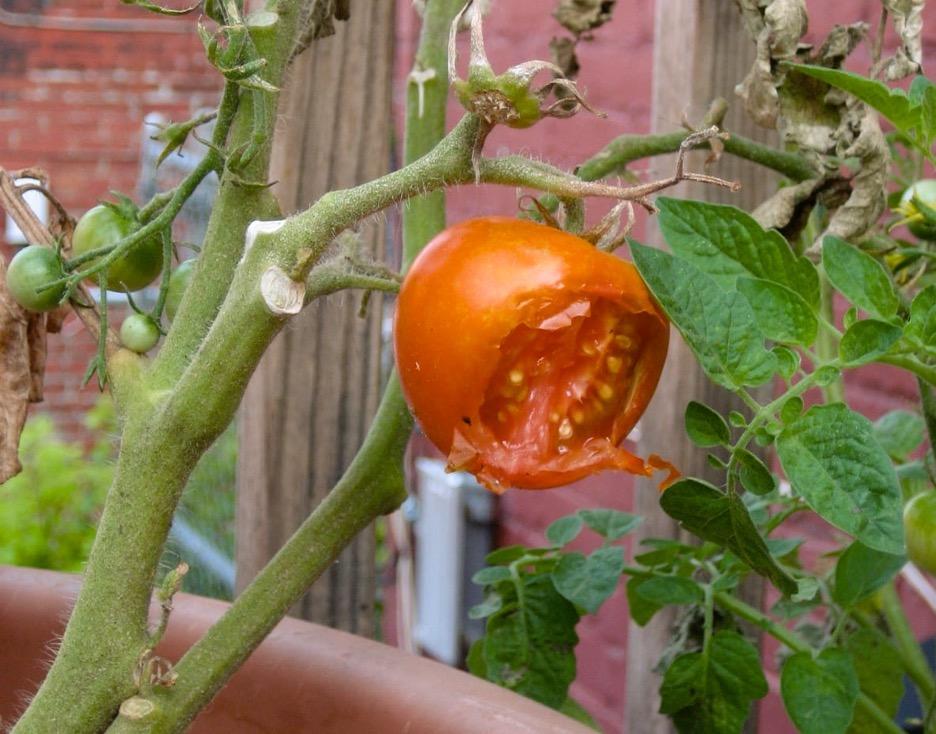 Partially-eaten ripe tomato still hanging on a vine