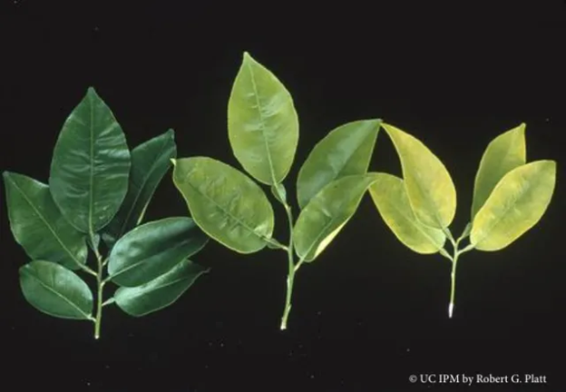Three sets of grapefruit foliage with different shades of green