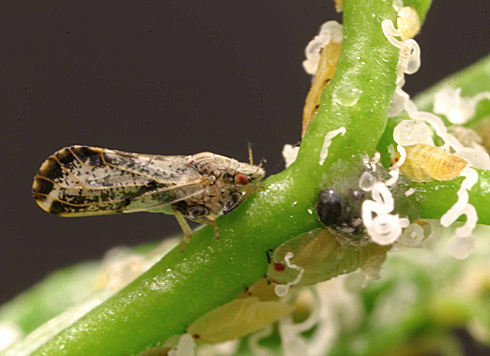 ACP adult and nymphs