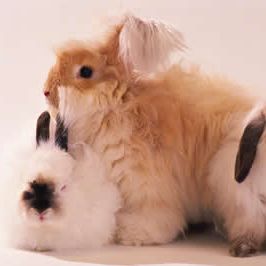 Vector illustration of mystical mudra hands_ celestial symbols of sun_ moon and stars. Esoteric_ spiritual_ wicca occult inspired concept. Perfect for Tshirt graphic_ cards etc.