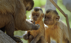 Nature - Primates--Secrets of Survival