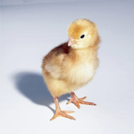 fuzzy-chick.jpg