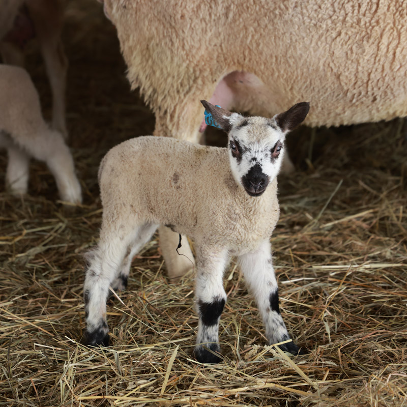 A white and black lamb stands in a barn, a ewe behind it.