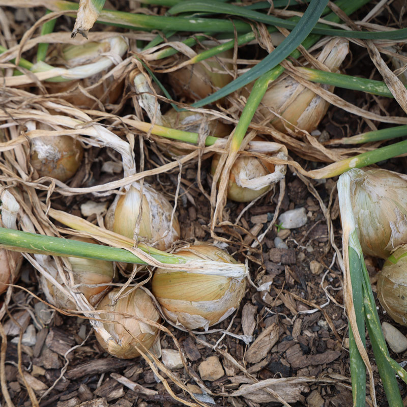 Freshly harvested onions with visible roots and soil lying on the ground.