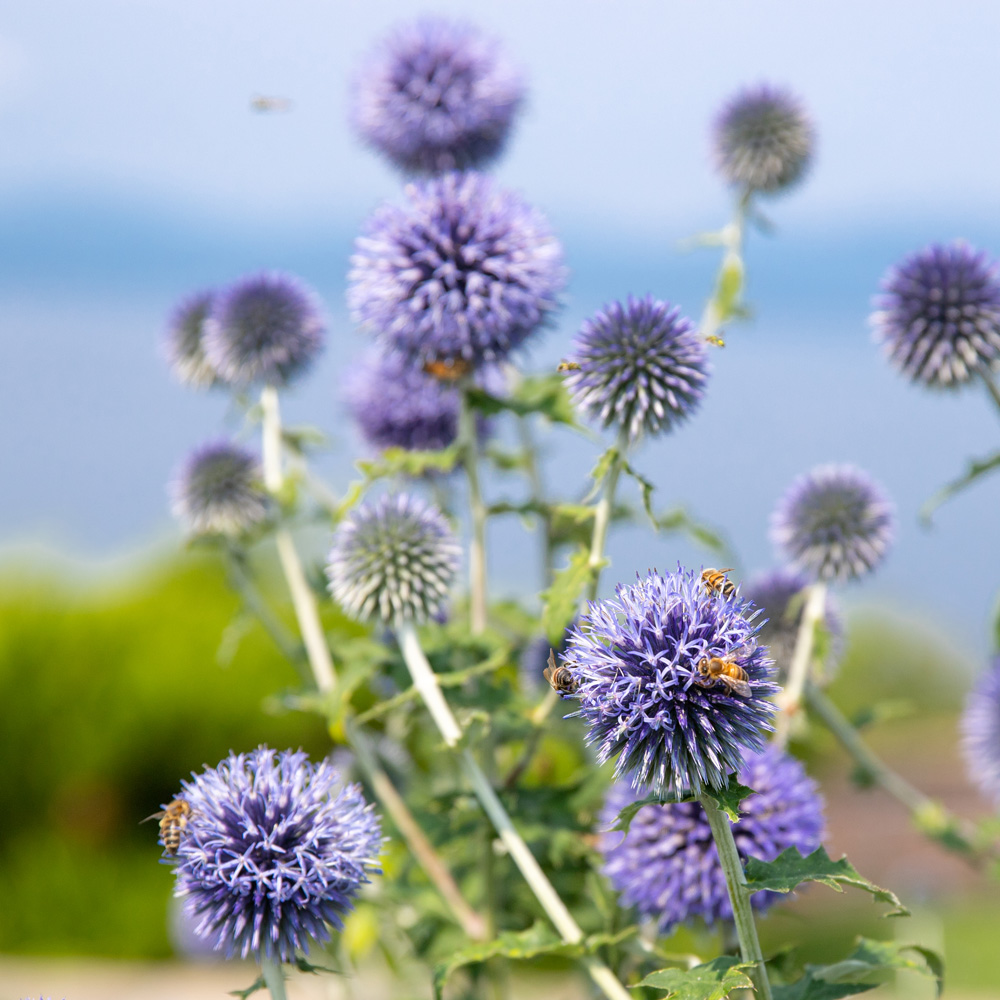 A close-up of vibrant purple globe thistles with bees collecting nectar, set against a soft-focus background of green foliage and a hint of water.