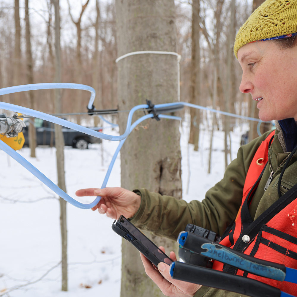 A person inspects blue tubing attached to a maple tree in a snowy forest.