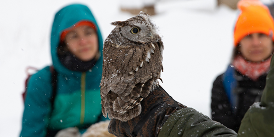 A small owl perches on a person's gloved hand in wintertime