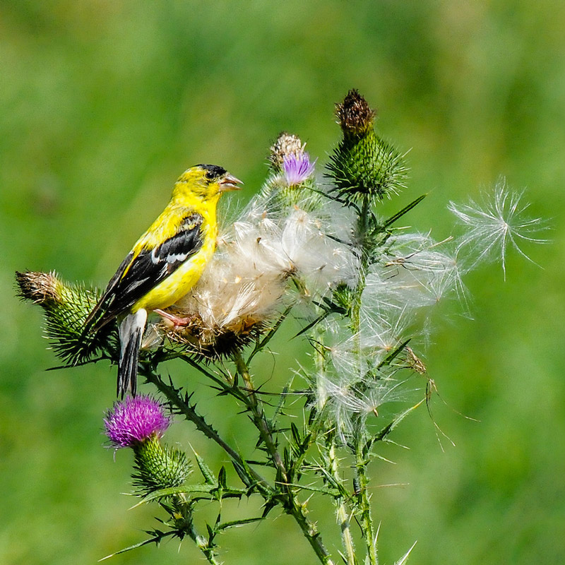 A yellow and black bird perches on a purple thistle plant.