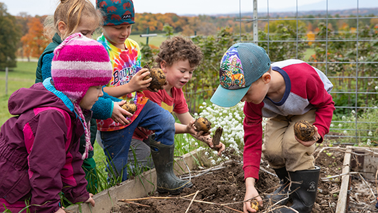 Five young children harvest potatoes from a garden bed in autumn