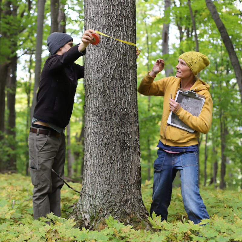 Two people are measuring the circumference of a tree in a forest. One person is using a measuring tape around the tree while the other records data on a clipboard.