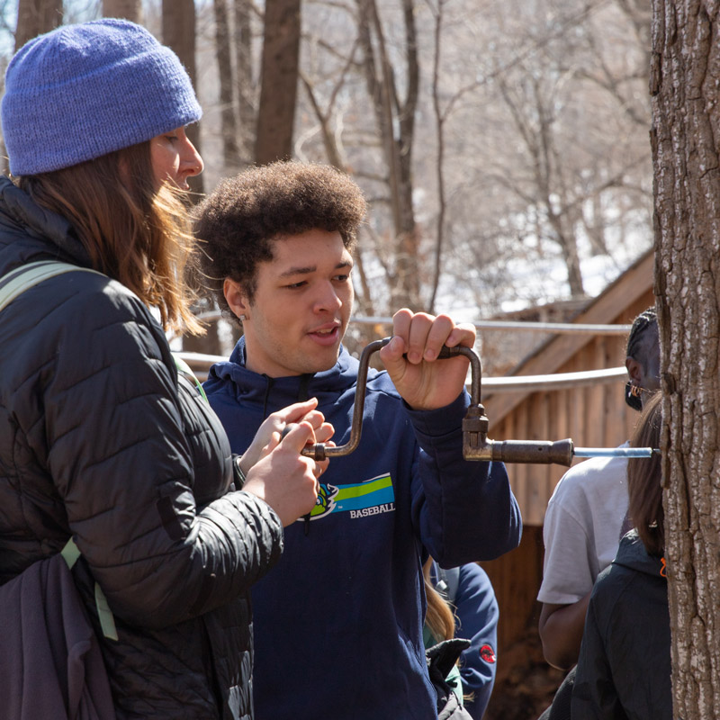 Two people tap a tree with a hand drill.