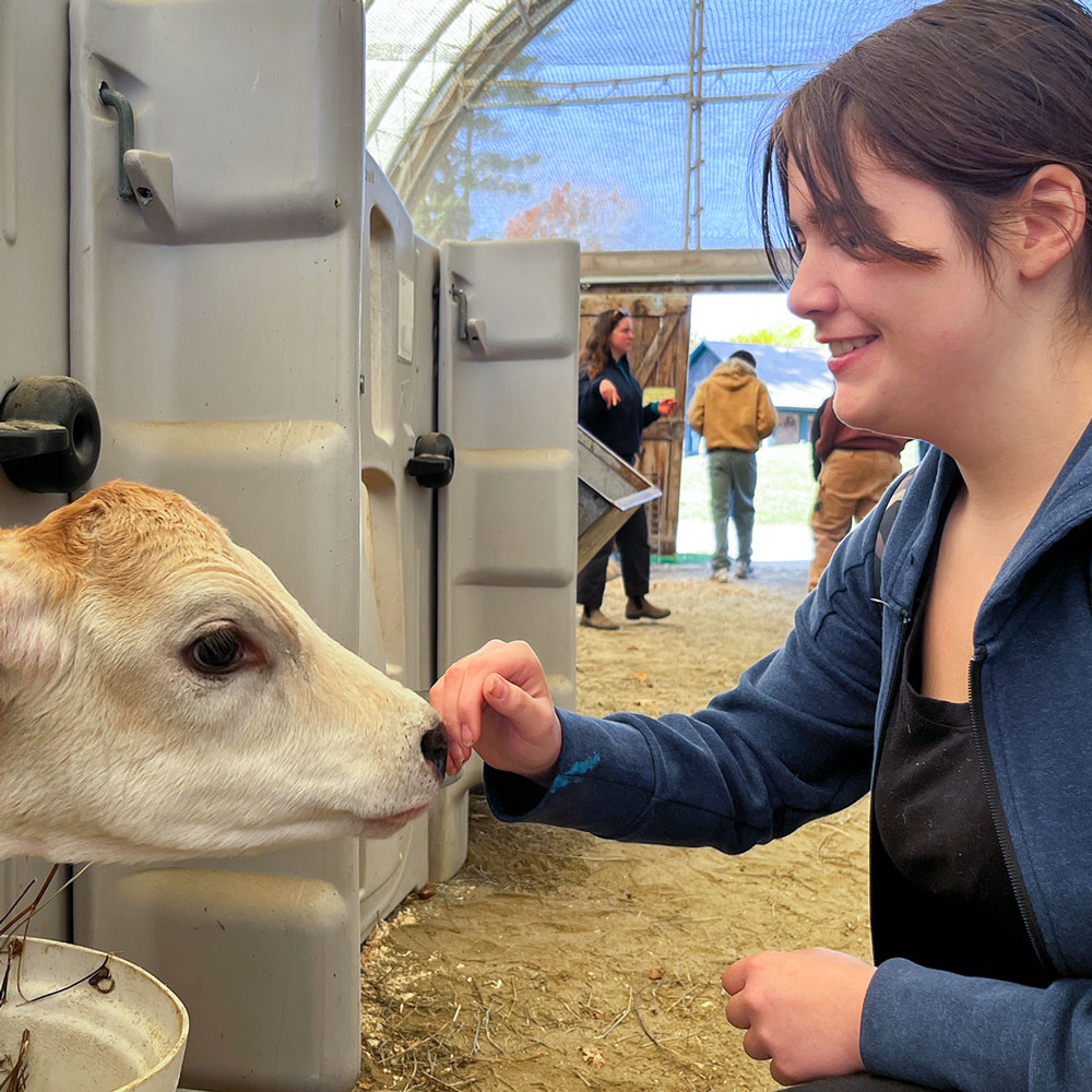 A student greets a calf in a barn.