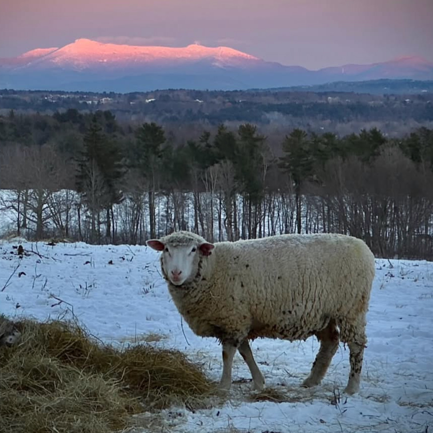 A sheep stands in a snowy field during sunset