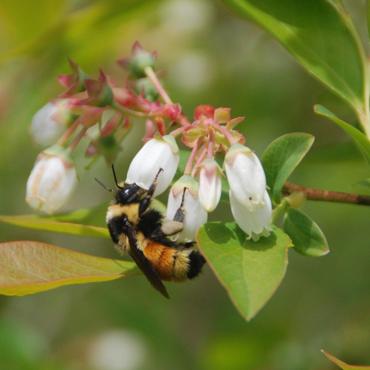 a native bee pollinating a flower