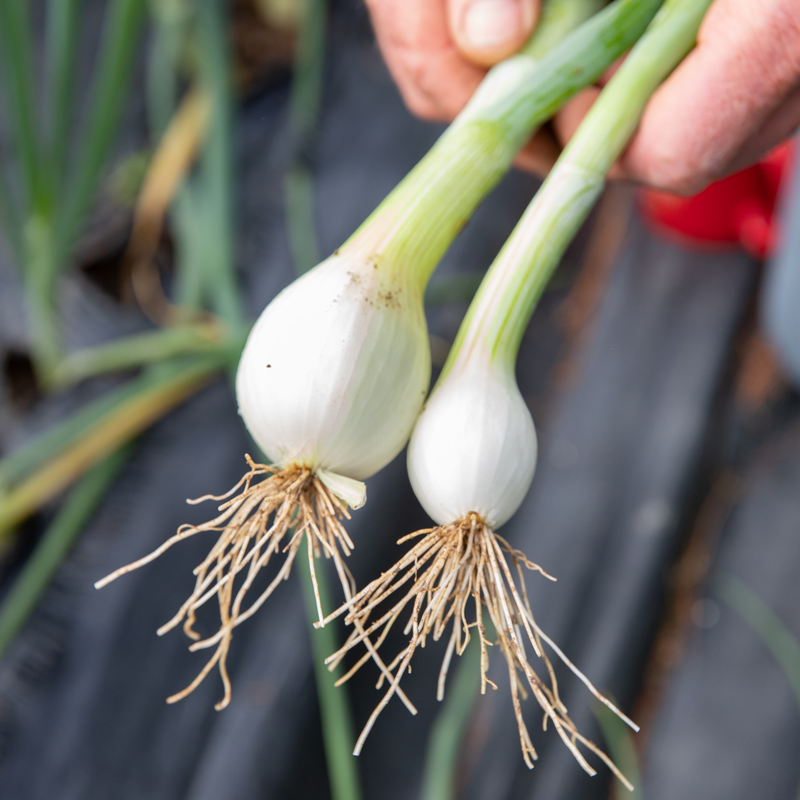 Hands hold two small, recently harvested onions. 