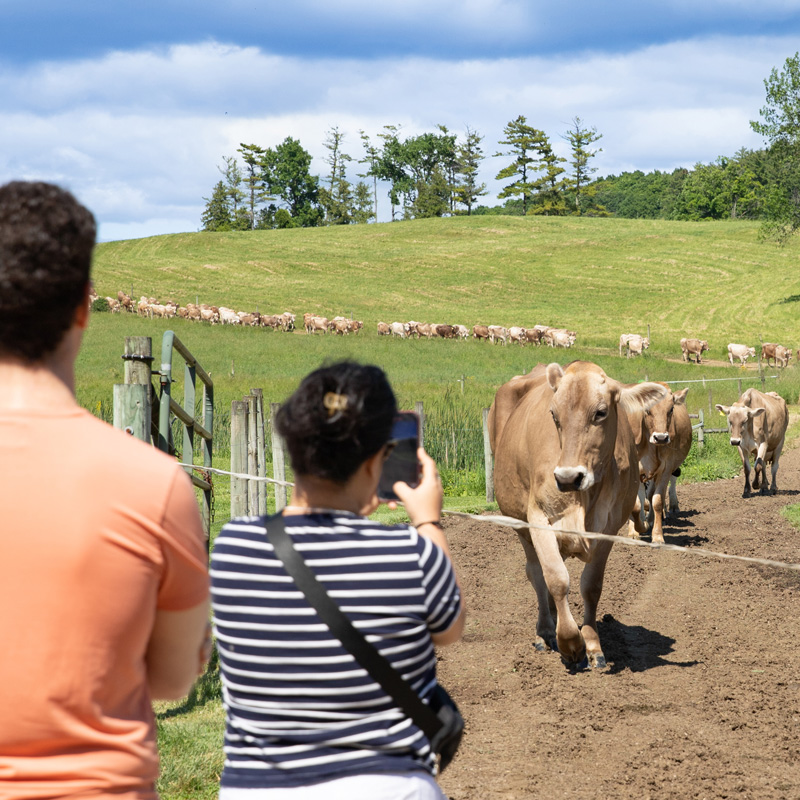 Two people watching and photographing cows walking near a fence in a lush field on a sunny day.