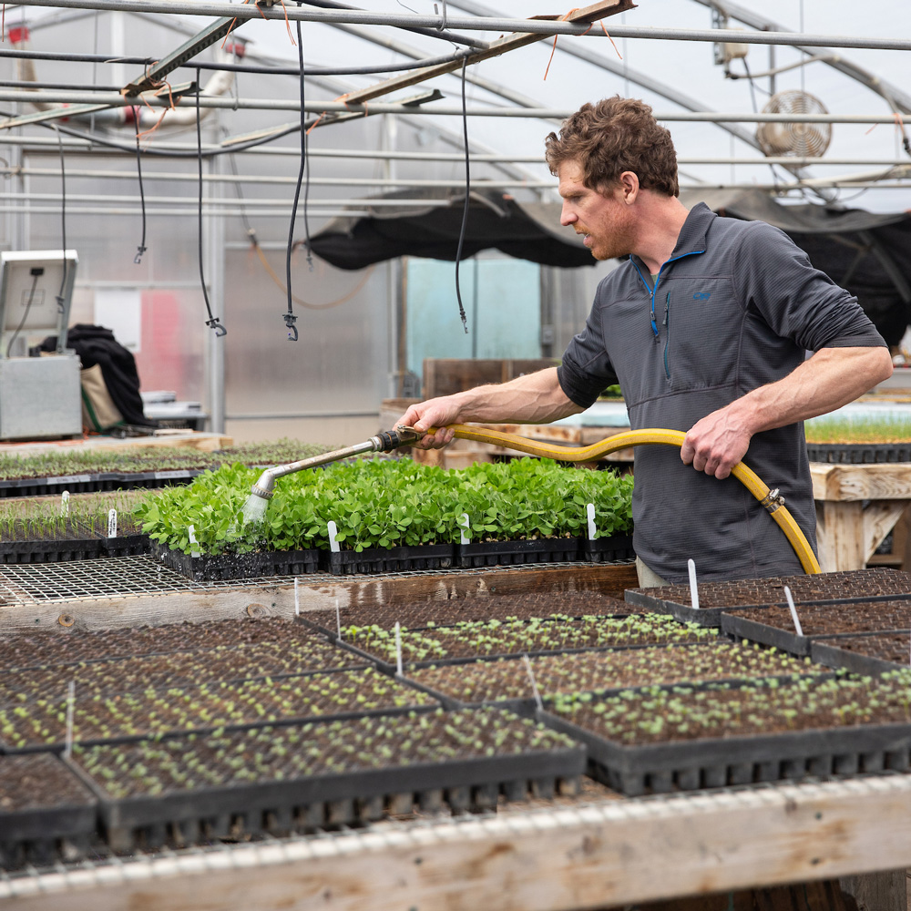 A person watering plants in a greenhouse, overseeing a variety of young crops on tables.
