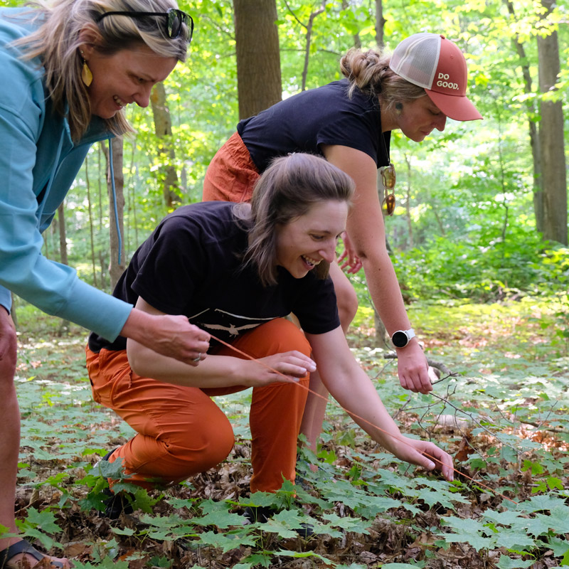 Adults kneel on a forest floor inspecting small green maple saplings
