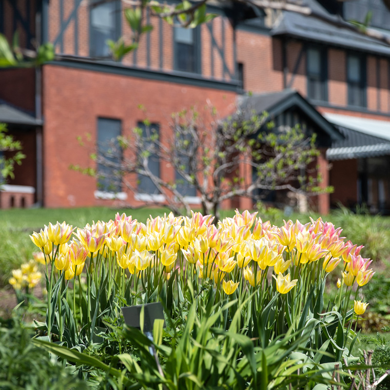 A bed of yellow tulips in bloom, the Inn in the background.