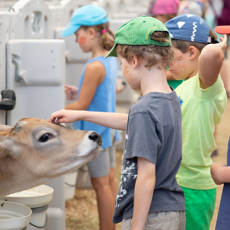 Young summer camp children in facepaint approach a calf in a barn.