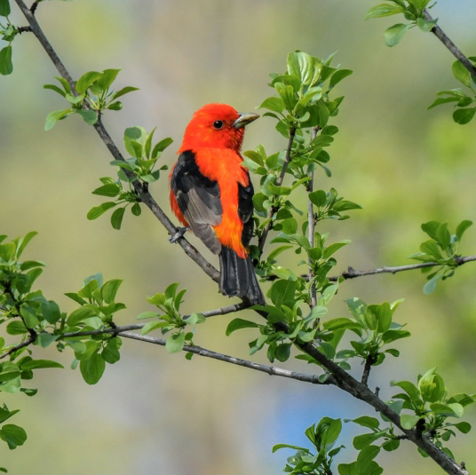 A scarlet tanager perched on a branch surrounded by green leaves.