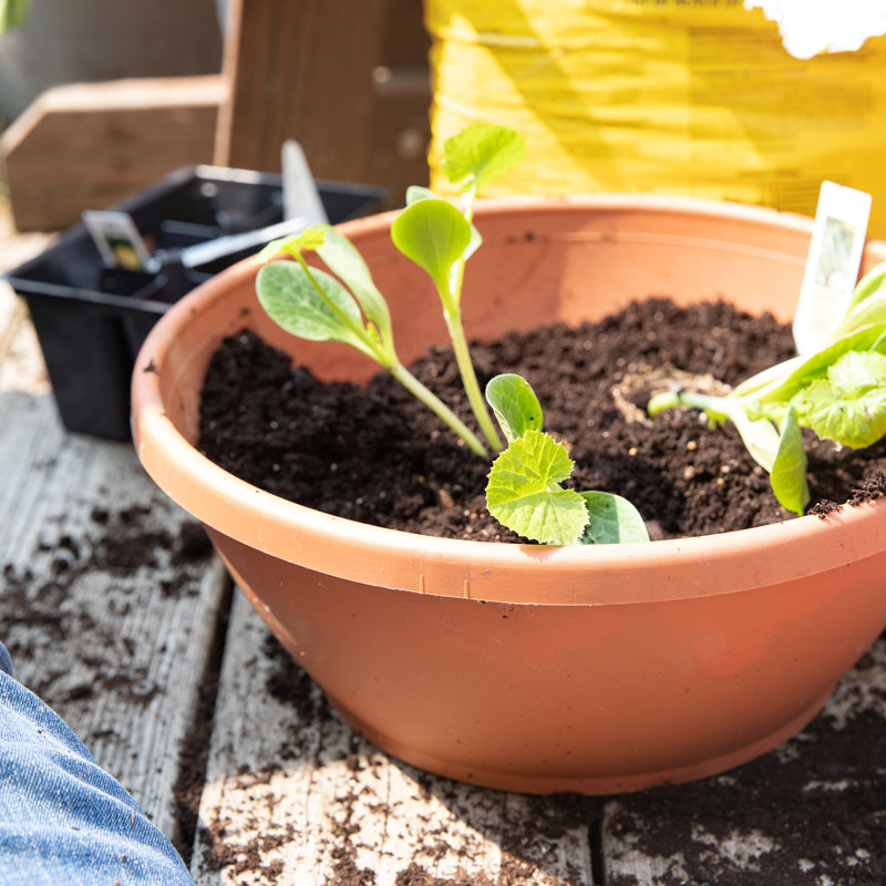 A young plant in a terracotta pot.