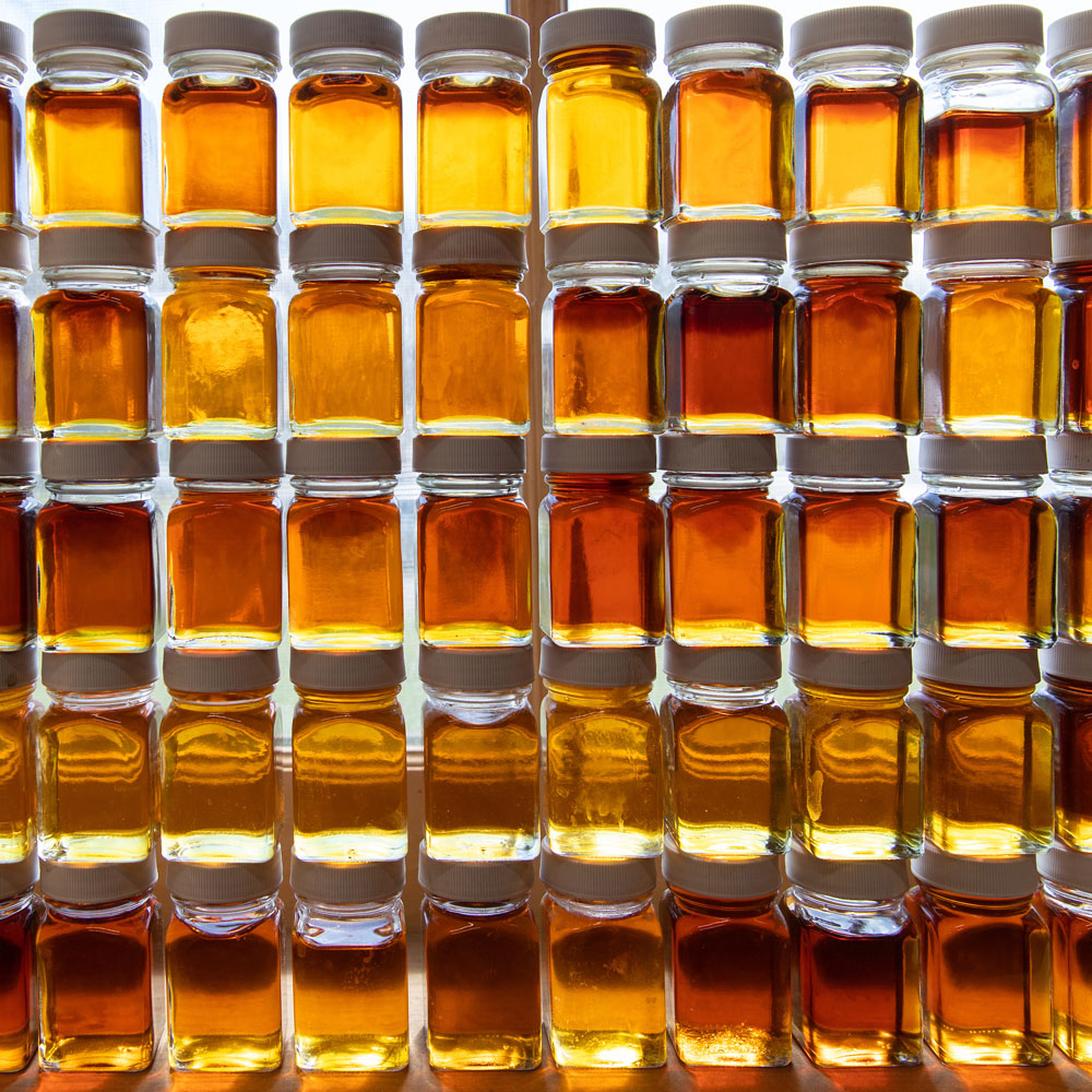 Rows of small glass jars filled with various shades of maple syrup, arranged neatly and displaying a gradient from light to dark amber.