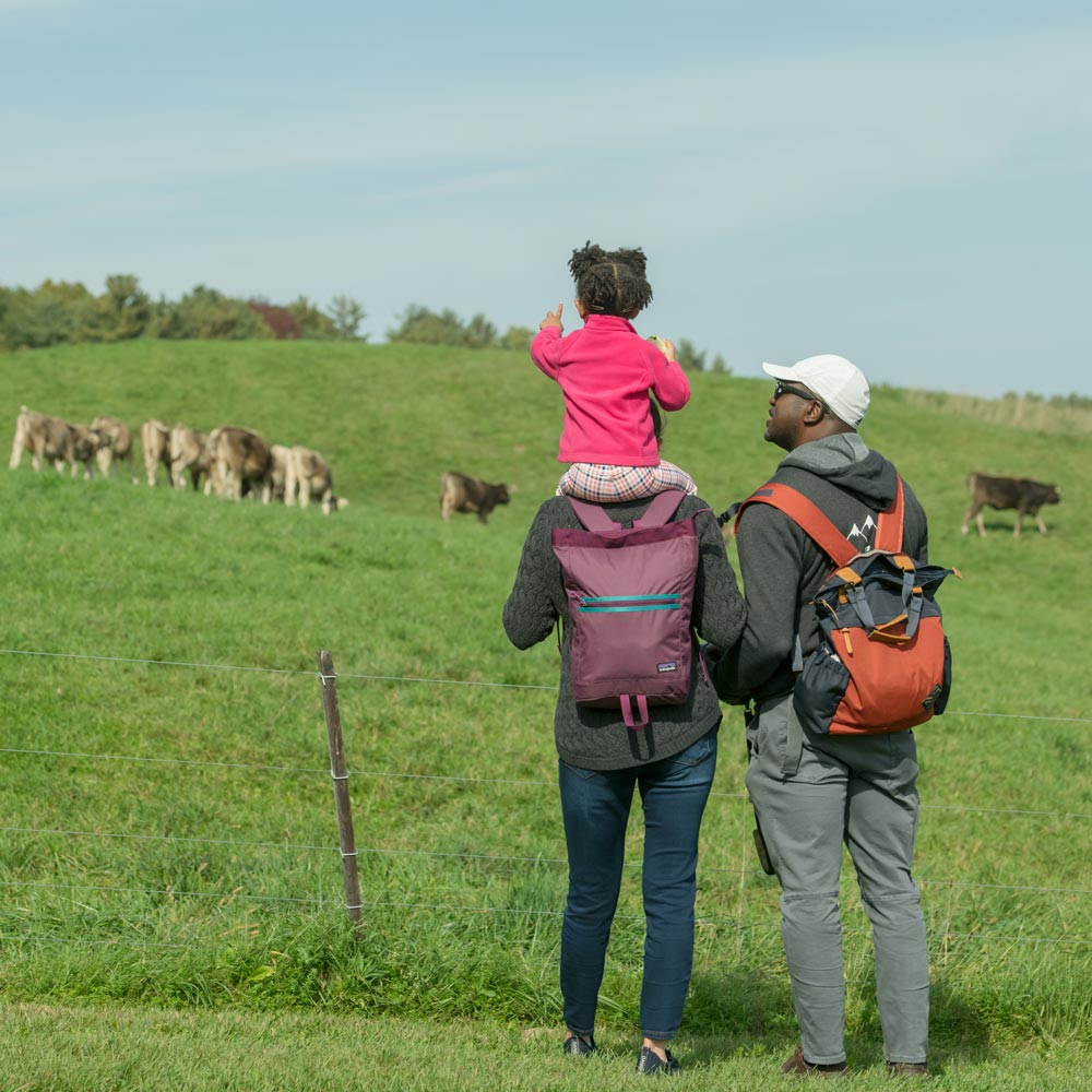 A person carrying a child on their shoulders stands with another person, observing cows grazing in a green pasture. 