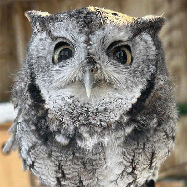 Eastern Screech Owl