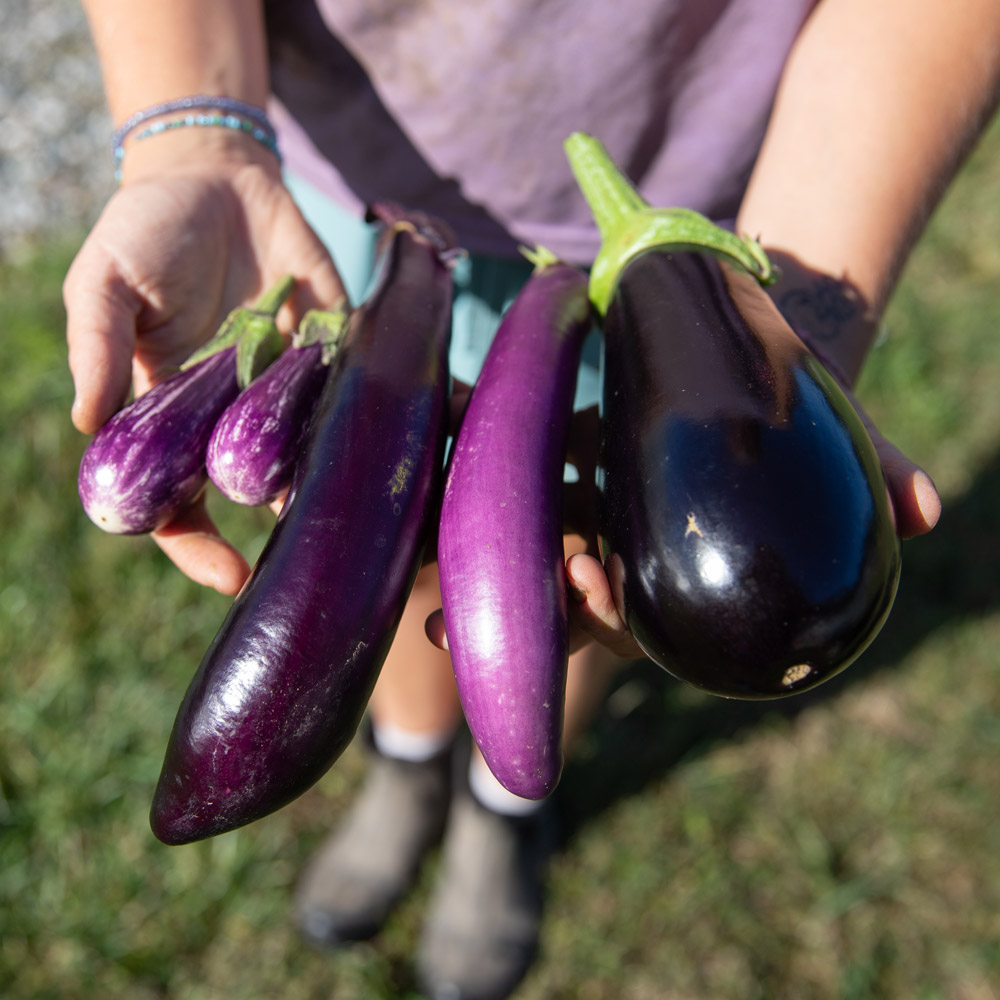 A person holds an assortment of eggplants