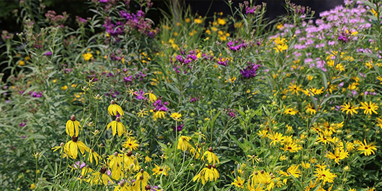 A colorful summer garden of yellow and purple flowers