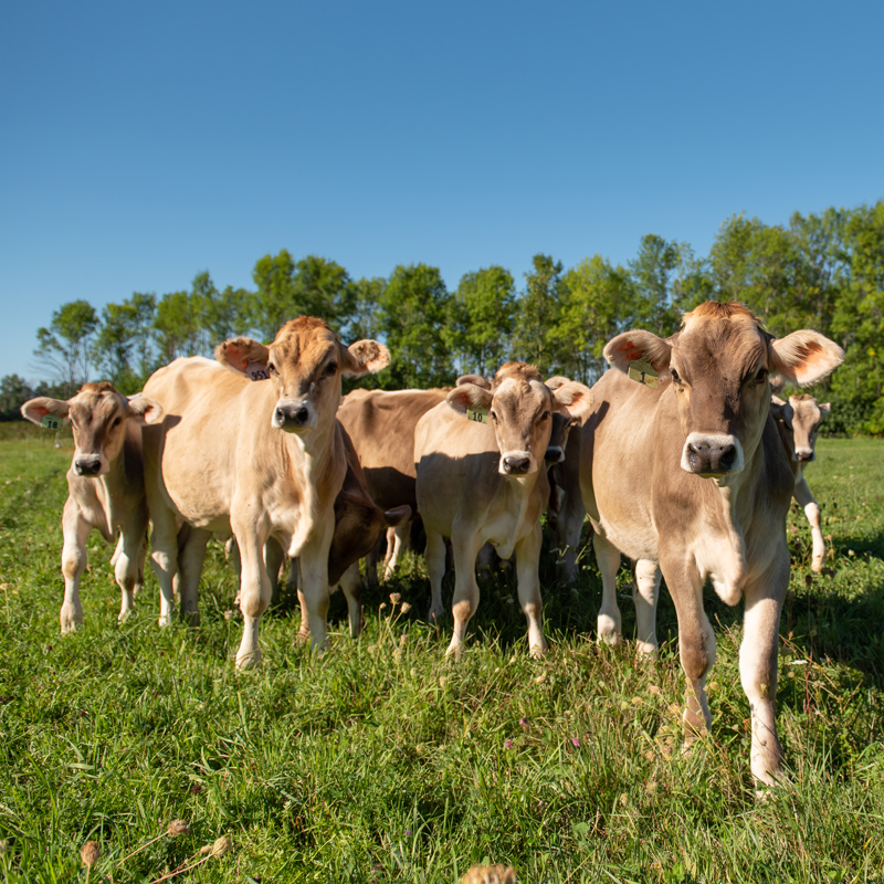 A small herd of Brown Swiss cows in a green pasture.