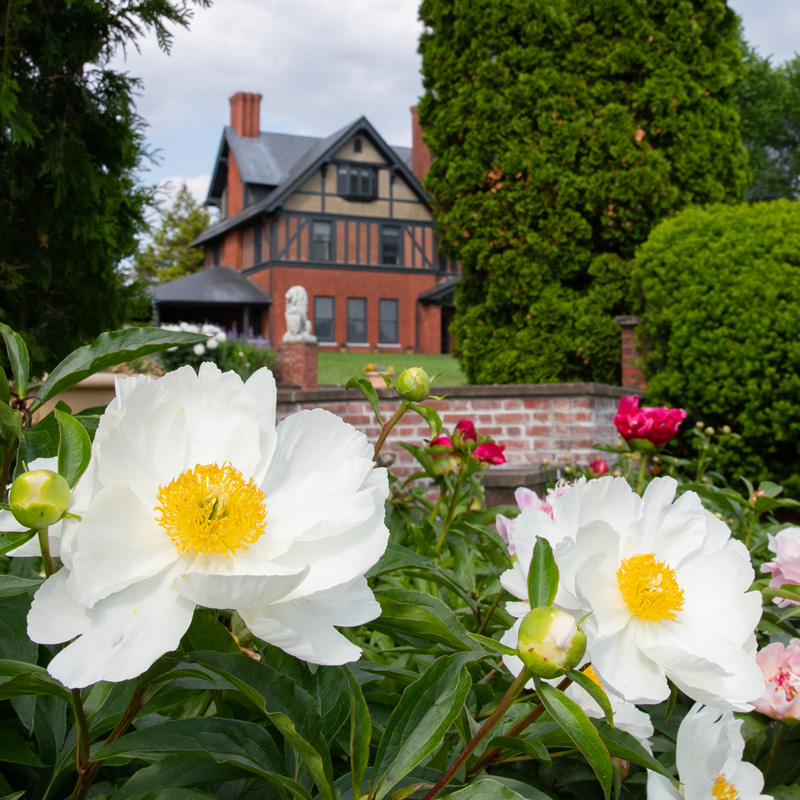 A lush garden with white and yellow peonies in the foreground. The brink Inn is in the background.