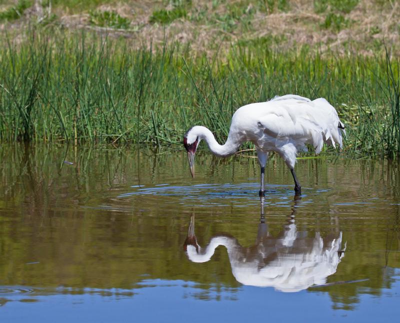 crane_large_reflection.jpg