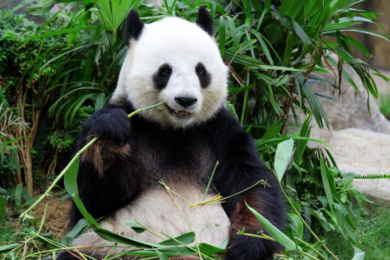 panda_happy_wild.jpg