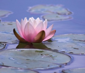 lotus