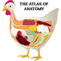 958e0243-a083-41dc-86f7-668c4aacdc13 image