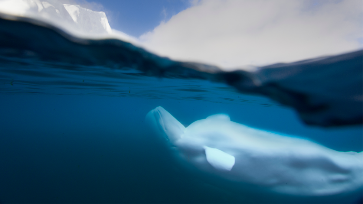 Key Biodiversity Areas celebrated and a whale of a story