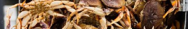 dungeness crab