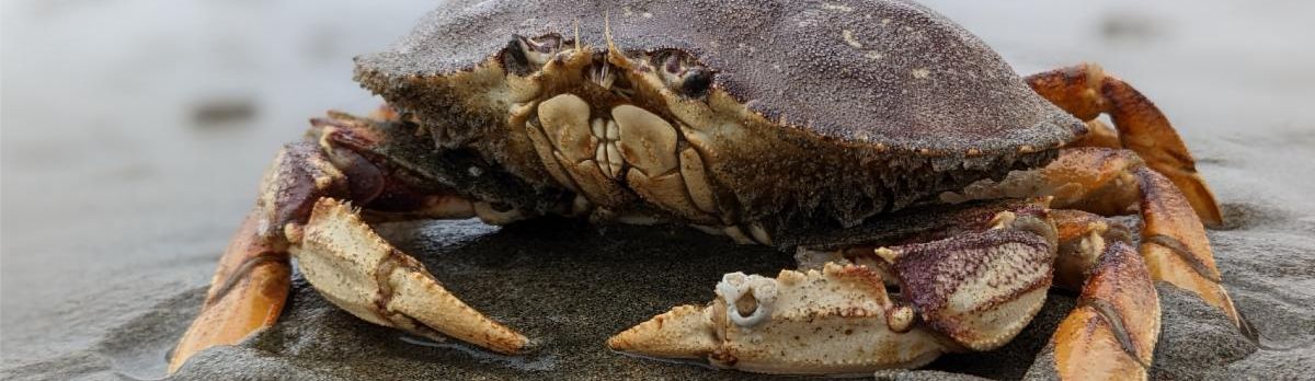 dungeness crab