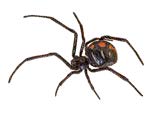 Black Widow spider with distinct red markings on rear against a white background. 