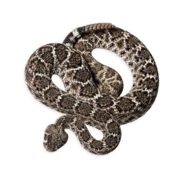 A coiled rattlesnake with distinctive brown patterns and rattle on the tip of its tail against a white background.  