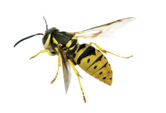 Yellow Jacket with distinctive yellow and black patterns against a white background.