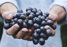 Person_s hands offering a large bunch of grapes